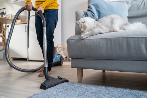 How To Do Spring Cleaning For Pet Owners? - The Ultimate Guide