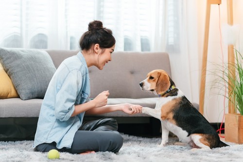 Tips for Hiring a Part-Time Maid for Pet Care