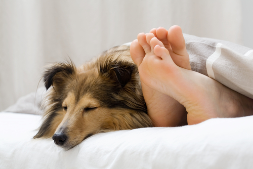Maintaining a Clean Mattress When Sharing Your Bed with Pets